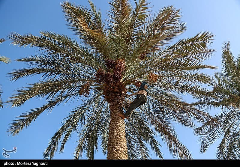 تصویر خبر: تاثیر تغییرات اقلیمی بر کشت خرما و آینده نخلستان‌های زارچ