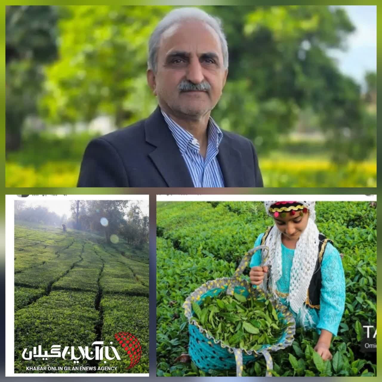 تصویر خبر: رئیس سازمان چای کشور:۵ هزار تن چای راهی بازارهای خارجی شد