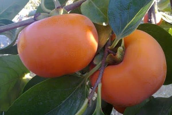 تصویر خبر: محمدی: بیش از ۲ هزار خانوار گیلانی در تولید خرمالو فعالیت دارند