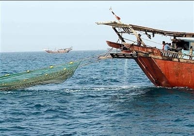 تصویر خبر: صید میگو در سواحل استان بوشهر از ۲۳ شهریور ممنوع است