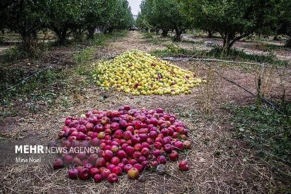 تصویر خبر: رحمانی: نرخ خرید سیب زیردرختی متناسب با هزینه‌ های تولید تعیین شود