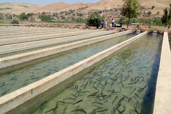 تصویر خبر: اکبری: تولید ۱۰ هزار تن ماهی قزل‌آلا در استان مرکزی هدفگذاری شد