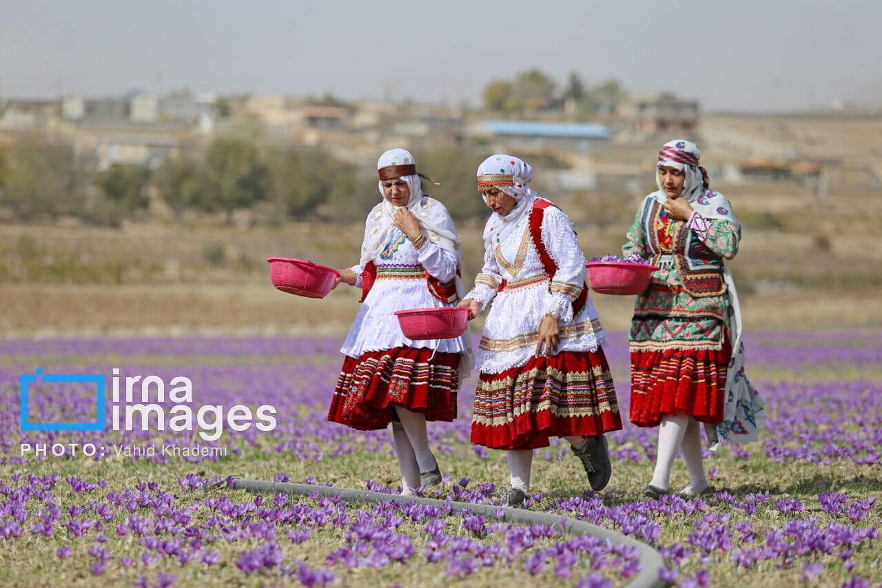 تصویر خبر: معاون استاندار: تقویت زنجیره‌ صادرات، کشاورزی گلستان را متحول می‌کند